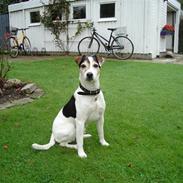 Jack russell terrier Ivan