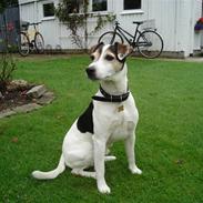 Jack russell terrier Ivan