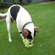 Jack russell terrier Ivan