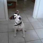 Jack russell terrier Ivan