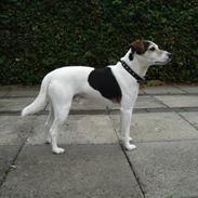 Jack russell terrier Ivan