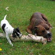 Amerikansk staffordshire terrier Tiger R.I.P