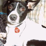 Dansk svensk gaardhund Pjevs - SOLGT /: