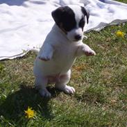 Jack russell terrier Louis