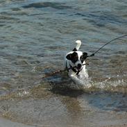 Jack russell terrier Louis