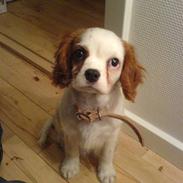 Cavalier king charles spaniel kjær