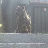 Staffordshire bull terrier Kenzo