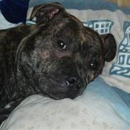 Staffordshire bull terrier Kenzo
