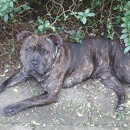 Staffordshire bull terrier Kenzo