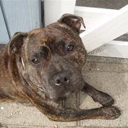 Staffordshire bull terrier Kenzo
