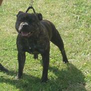 Staffordshire bull terrier Kenzo