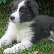 Border collie Azur