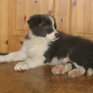 Border collie Azur