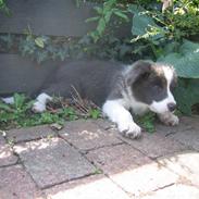 Border collie Azur