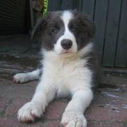 Border collie Azur