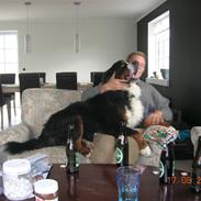 Berner sennenhund Cæsar