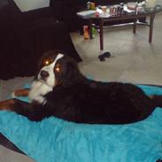 Berner sennenhund Cæsar