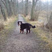 Berner sennenhund Cæsar