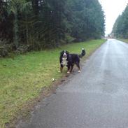 Berner sennenhund Cæsar