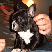 Fransk bulldog Gizmo