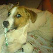 Blanding af racer Pumba