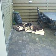 Blanding af racer Pumba