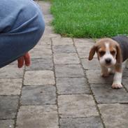 Beagle Anton