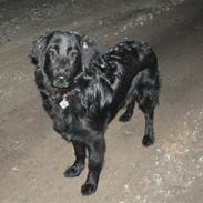 Blanding af racer Babi