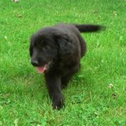 Blanding af racer Babi