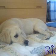 Golden retriever Rico 