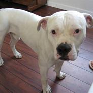 Amerikansk bulldog Splif