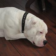 Amerikansk bulldog Splif