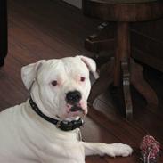 Amerikansk bulldog Splif