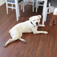 Amerikansk bulldog Splif