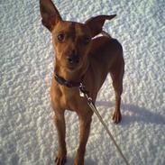Dvaergpinscher Ozzy