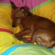 Dvaergpinscher Ozzy