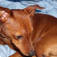 Dvaergpinscher Ozzy