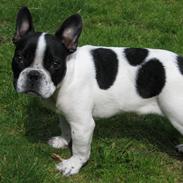 Fransk bulldog Koda <3 R.I.P :( Kig her!