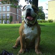 Engelsk bulldog Chucky