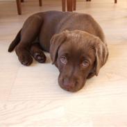 Labrador retriever Bella