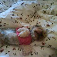 Yorkshire terrier Scarlett
