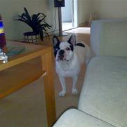 Fransk bulldog kozmo