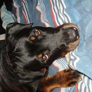 Rottweiler Zika