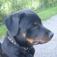 Rottweiler Zika