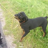 Rottweiler Zika