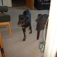 Rottweiler Zika