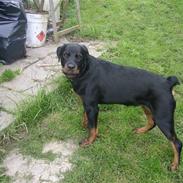 Rottweiler Zika