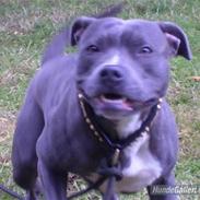 Staffordshire bull terrier Blue Blazer Girl