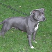 Staffordshire bull terrier Blue Blazer Girl