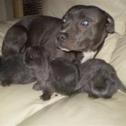 Staffordshire bull terrier Blue Blazer Girl